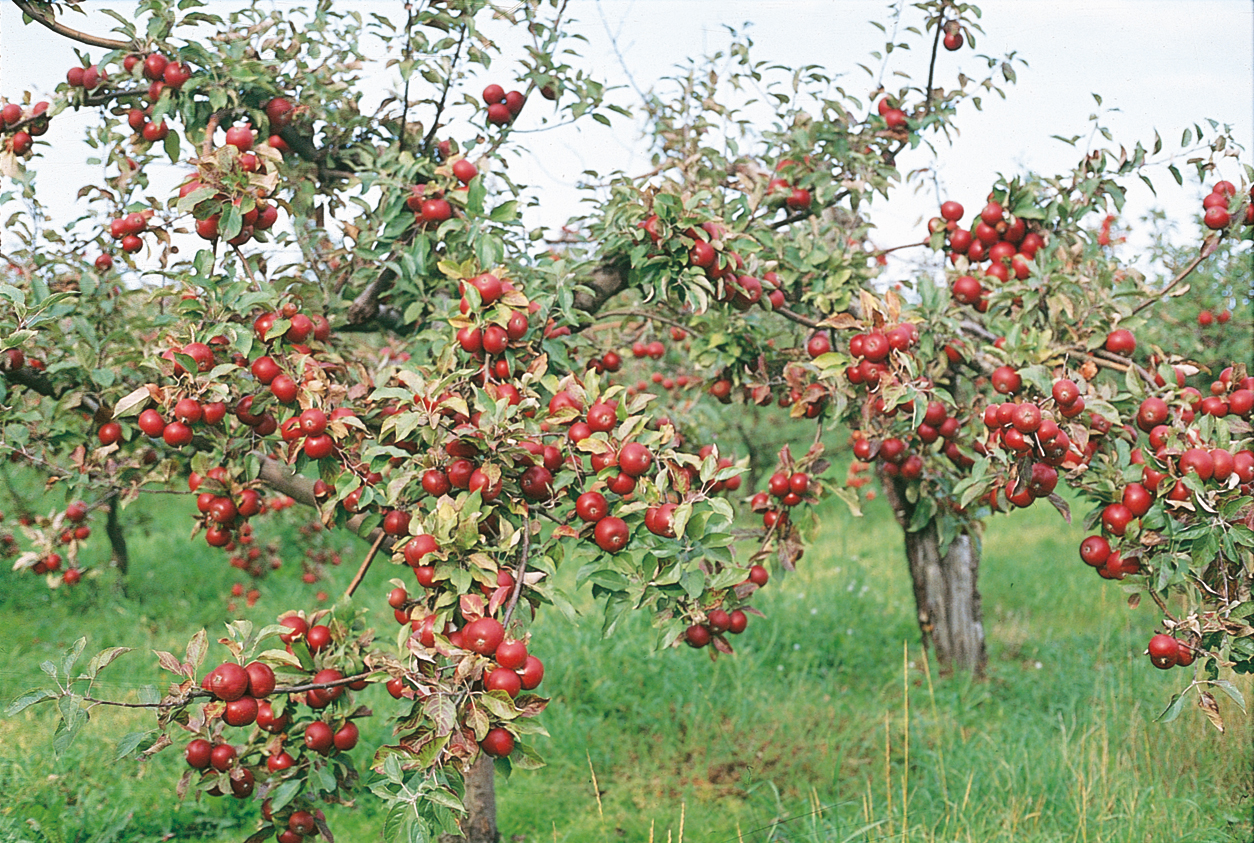 Äpple träd